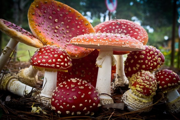amanita_muscaria_fly_agaric beautiful mushroom photography
